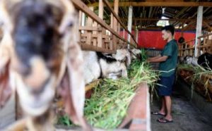 Judul: Dompet Tipis? Ini Cara Kurban Anti Boncos Buat Gen Z!