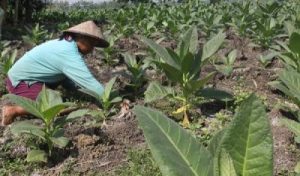 Aturan Baru Bikin Petani Tembakau Gigit Jari?