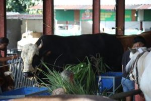 Sapi Kurban Prabowo Dibidik! Ada Apa di Baliknya?