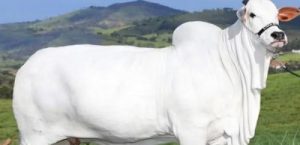 Harga Sapi Ini Bikin Melongo! Lebih Mahal dari Rumah Mewah?