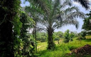 Sawit Menggiurkan! Intip Gurita Bisnis Konglomerat RI