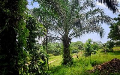 Sawit Menggiurkan! Intip Gurita Bisnis Konglomerat RI