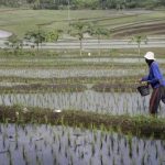 Revolusi Pangan RI: 33 Balai Modernisasi Siap Guncang!