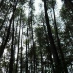 Bukan Sekadar Kayu: Hutan Kini Sumber Cuan Hijau Baru!