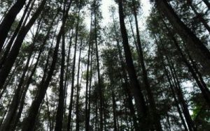 Bukan Sekadar Kayu: Hutan Kini Sumber Cuan Hijau Baru!