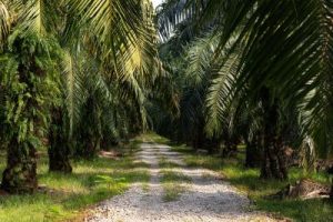 Tak Disangka! Peran Vital Wanita Dongkrak Industri Sawit RI