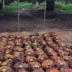 Petani Sawit Terancam! Margin BUMN Ekspor Bisa Bikin Harga TBS Anjlok?