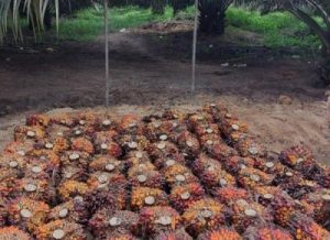 Petani Sawit Terancam! Margin BUMN Ekspor Bisa Bikin Harga TBS Anjlok?