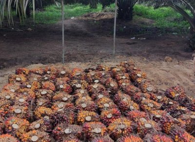 Petani Sawit Terancam! Margin BUMN Ekspor Bisa Bikin Harga TBS Anjlok?