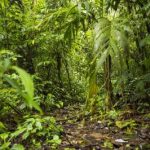 Rahasia Hutan Indonesia Terkuak Bukan Cuma Kayu