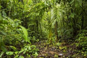 Rahasia Hutan Indonesia Terkuak Bukan Cuma Kayu