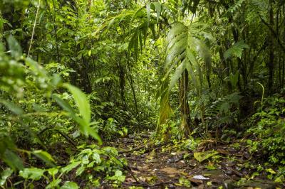 Rahasia Hutan Indonesia Terkuak Bukan Cuma Kayu