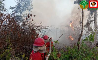 Api Hutan Mengganas Siapa Bertanggung Jawab
