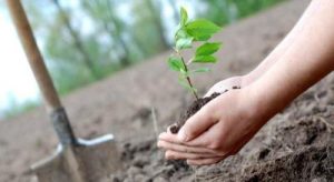Pohon Jutaan Ditanam BUMN Ini Rahasianya