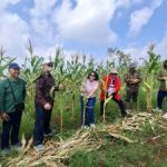 Tanah Cianjur Berubah Nasib Petani Tersenyum Lebar