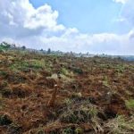 Gawat El Nino Ancam Pangan Impor Jalan Keluar