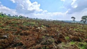 Gawat El Nino Ancam Pangan Impor Jalan Keluar