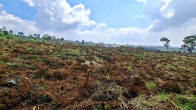 Gawat El Nino Ancam Pangan Impor Jalan Keluar
