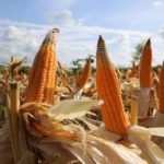Panen Jagung Lampung Melejit Di Tengah Badai