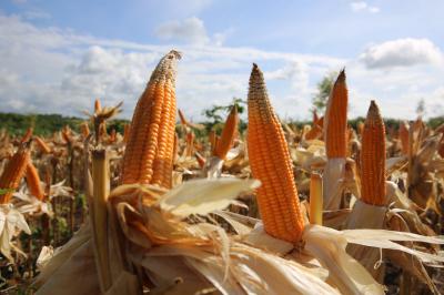 Panen Jagung Lampung Melejit Di Tengah Badai