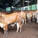 Terkuak Proyek Raksasa Rp17 T Peternakan RI Dikebut