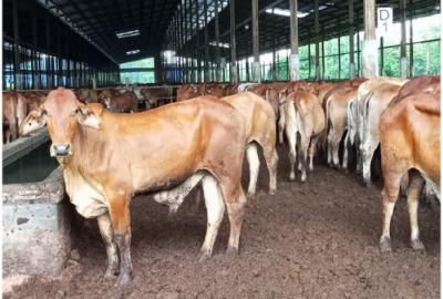 Terkuak Proyek Raksasa Rp17 T Peternakan RI Dikebut