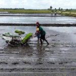 Produksi Padi Tetap Melimpah Meski El Nino