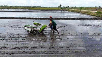 Produksi Padi Tetap Melimpah Meski El Nino