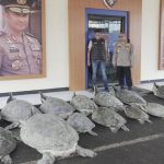 Aksi Penyelundupan Penyu di Bali Digagalkan