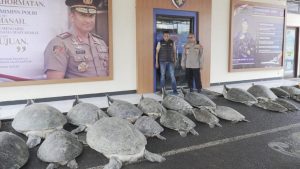 Aksi Penyelundupan Penyu di Bali Digagalkan
