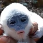 Misi Heroik Selamatkan Bayi Surili