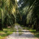 Misteri Pertemuan Bos Sawit di Singapura